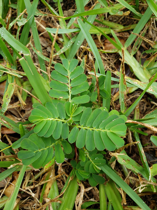 Need help identifying weed | Lawn Care Forum