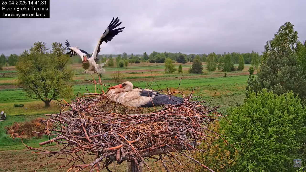 25042025bociany12