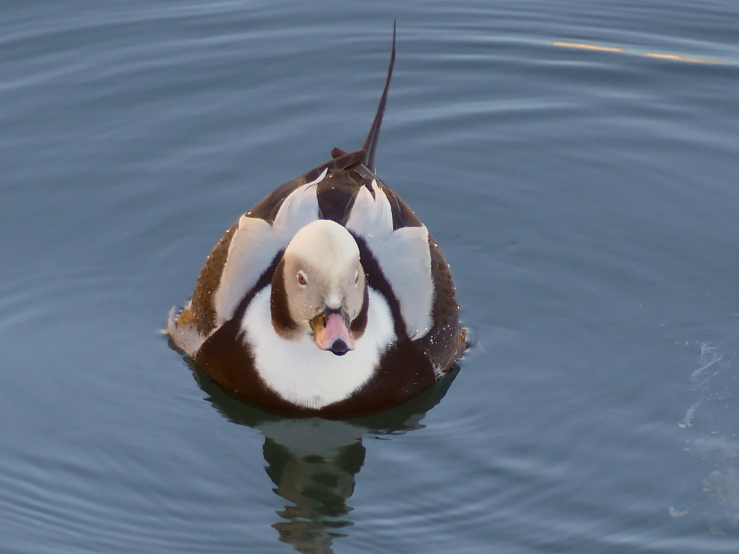 LT DUCK 12