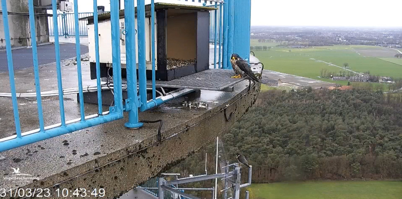 screenshots va 29 maart 2023 © VWGGemert/Vogelbescherming Nederland - Pagina 4 2023-03-31-104913