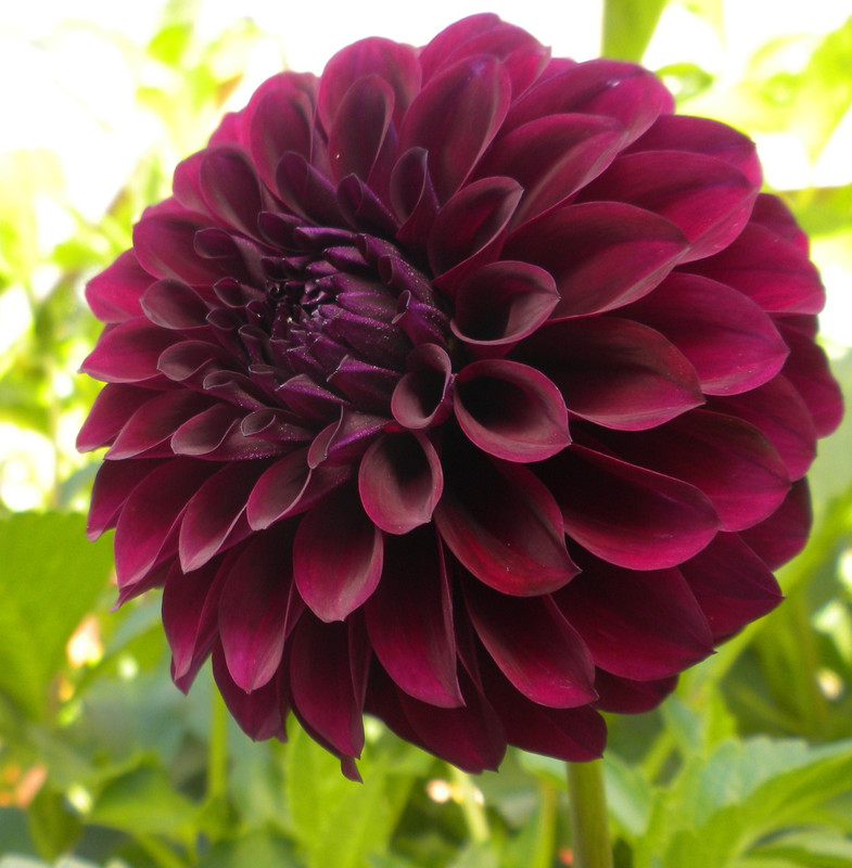 Black Dahlia Plant