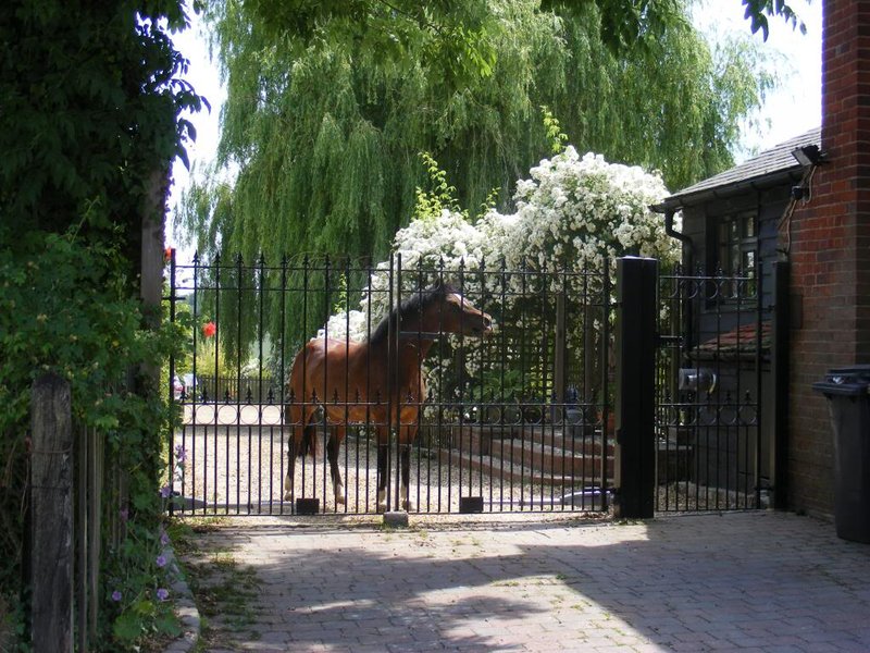 animal-horse-gate.jpg