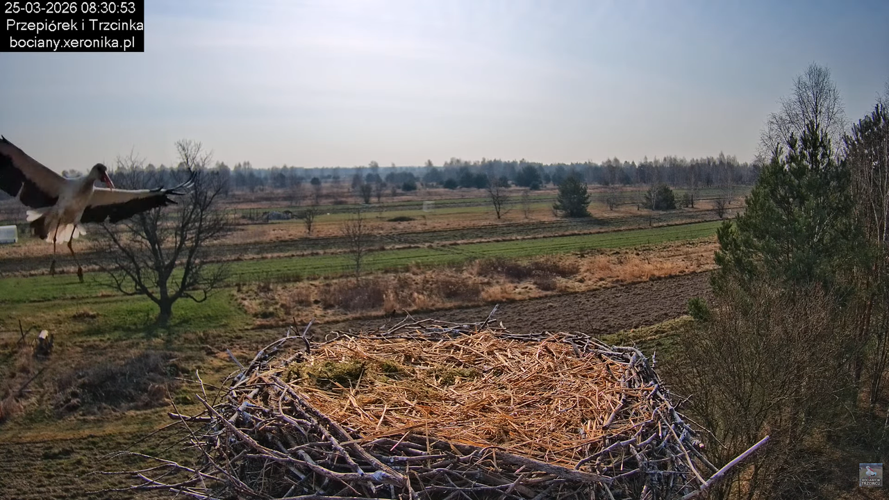 25032026bociany 17