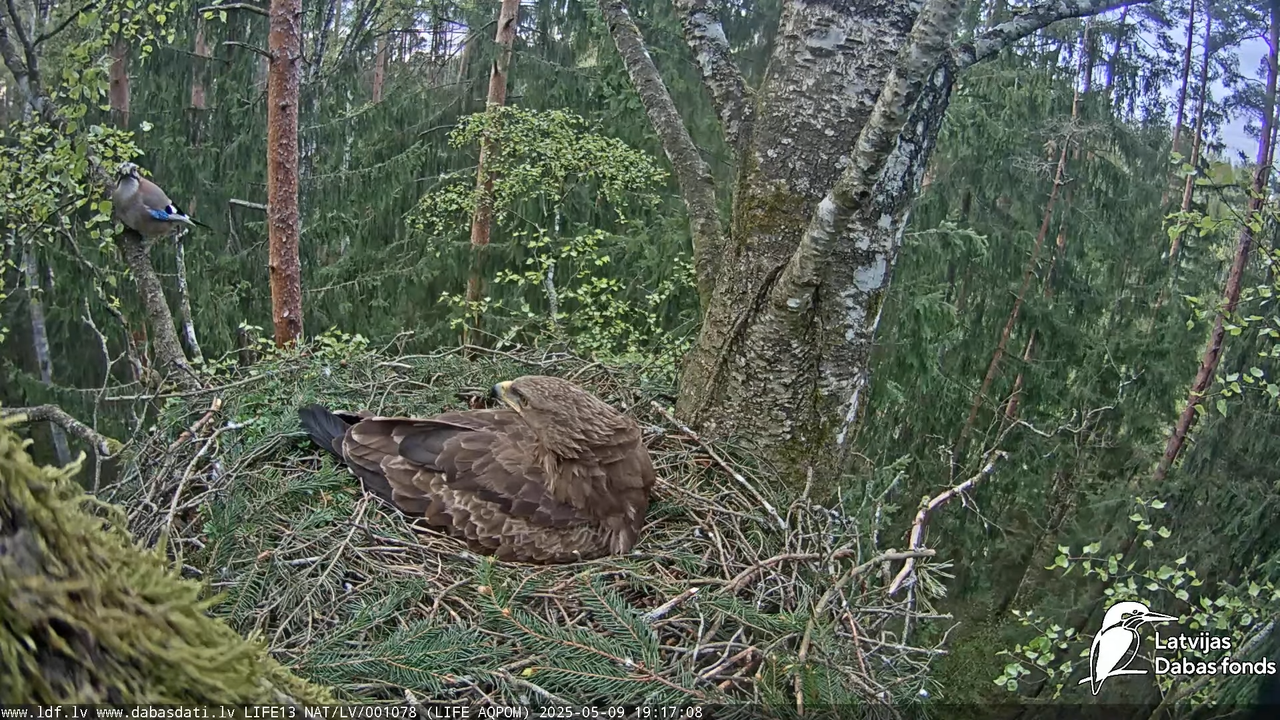 Mazais ērglis (Clanga pomarina), ligzda bērzā 17-21-3 screenshot