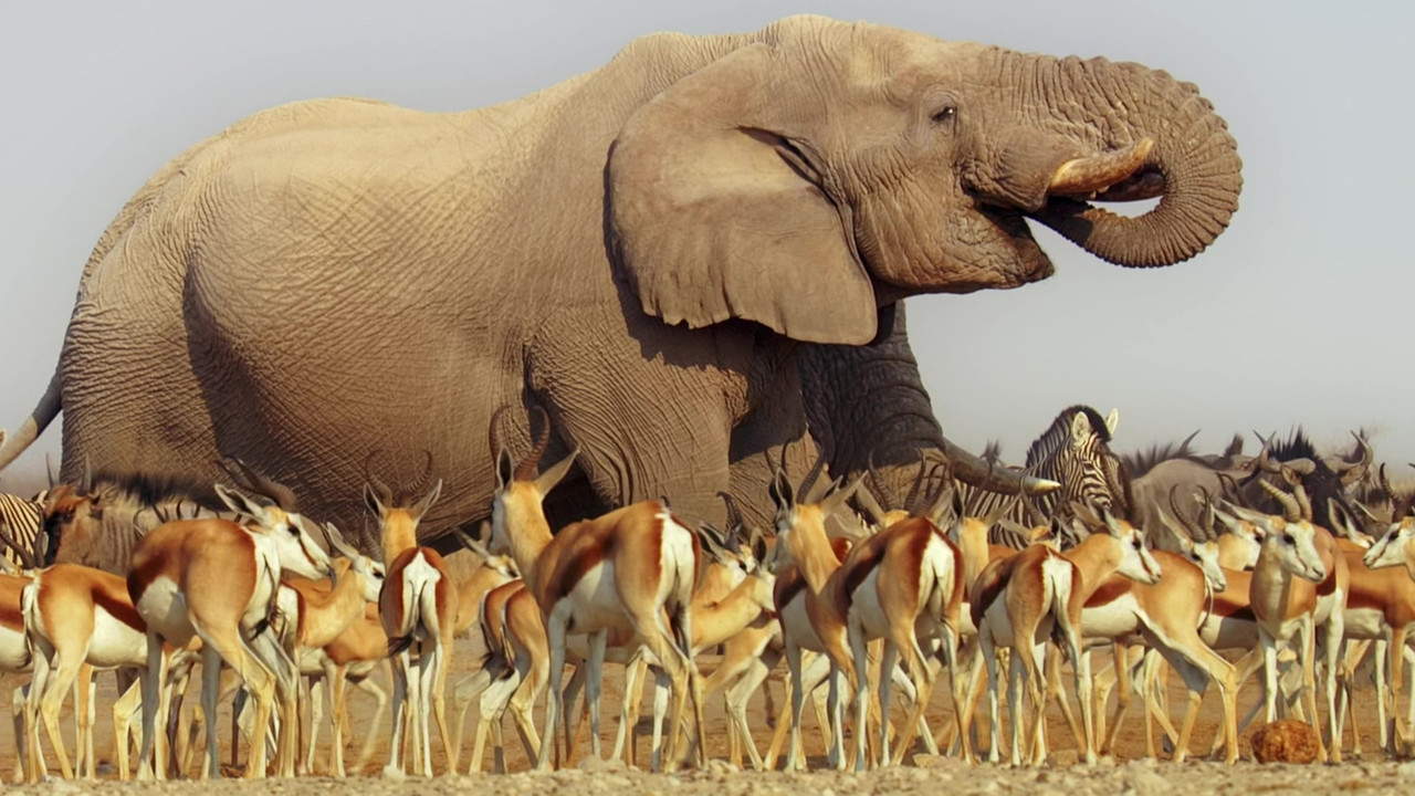 Africa (2001) - S01E01 - Savanna Homecoming (1080p BluRay x265 S