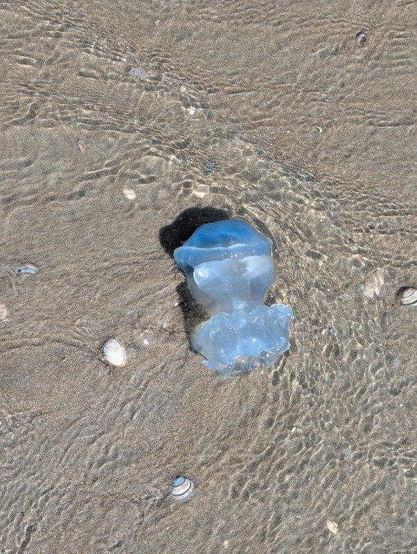 Трое в Амстердаме, не считая собаки. Переезд в Нидерланды.