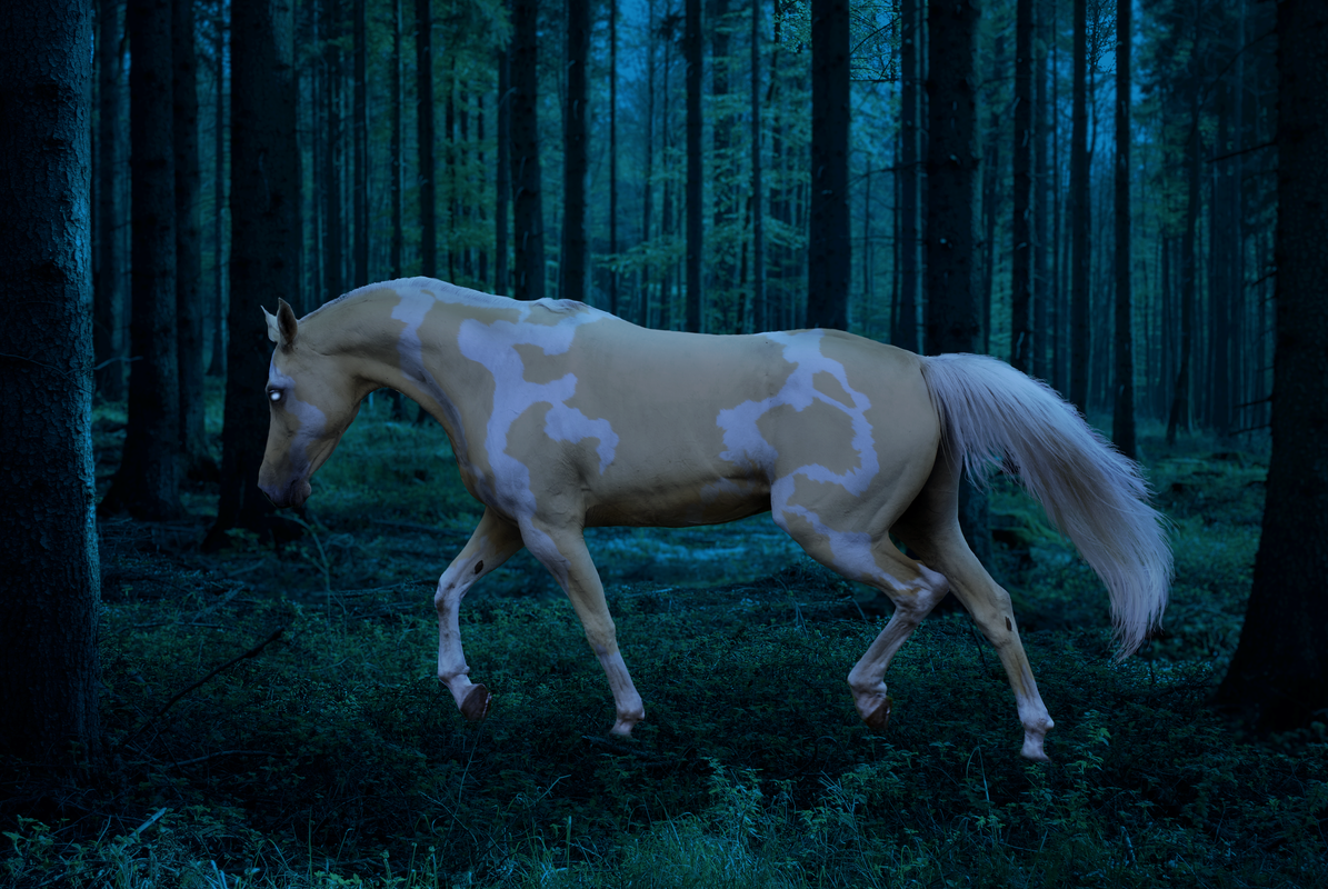 forest-stock-40-by-sed-rah-stock-d6503dc.png