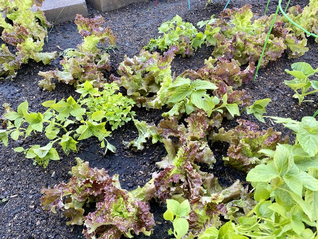 [Image: 5-F8-D22-E4-ABD6-4-BFF-BE76-BB69601-B2-C01.jpg]