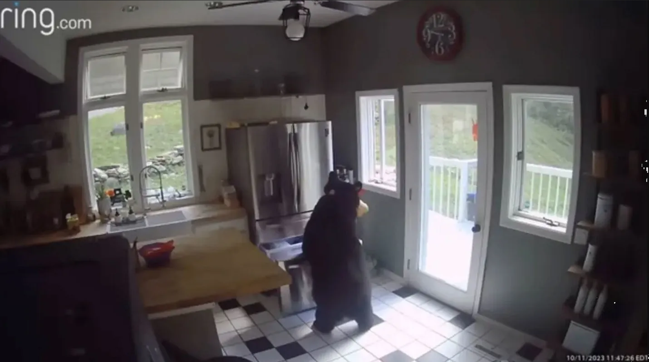 Oso ladrón es captado robando lasaña en una casa de Connecticut: video