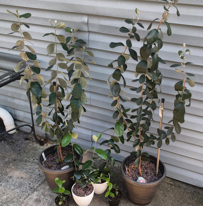 IMG_20210310_143934_DRO