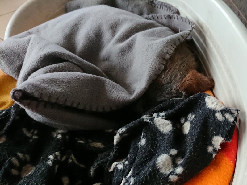 [Image: DSC-2466.jpg]