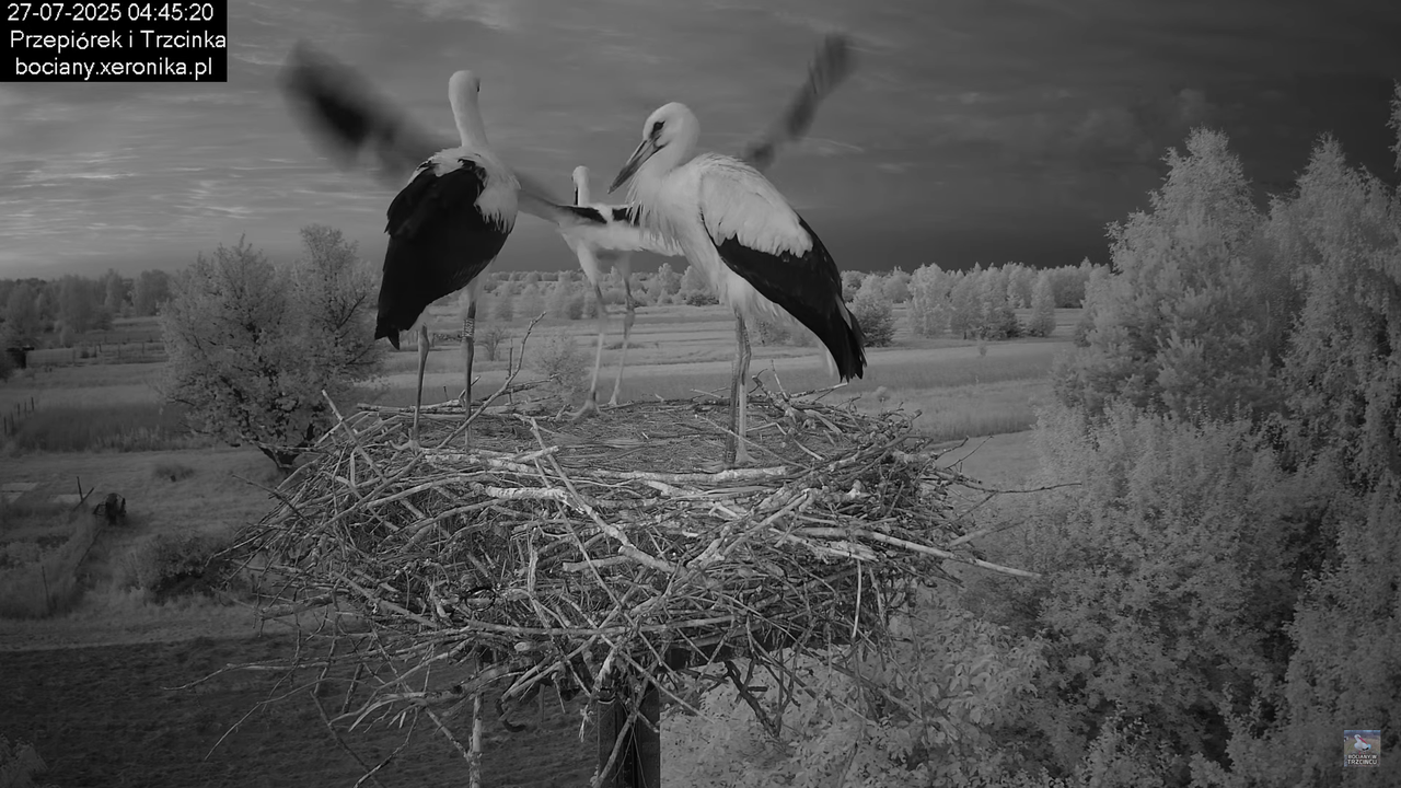 27072025bociany3