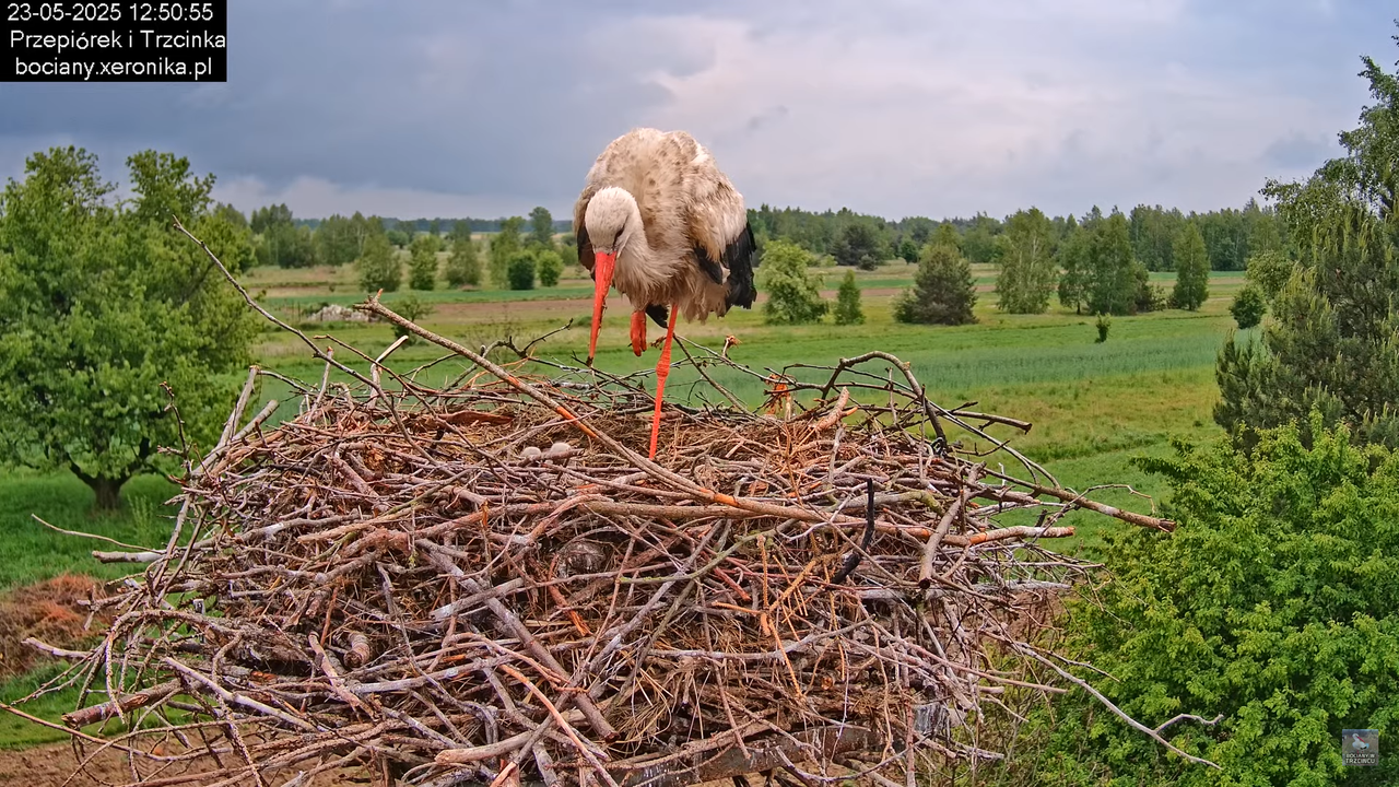 23052025bociany18