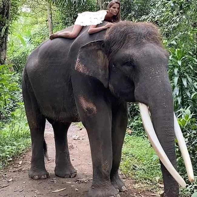 Influnecer Rusia, Alesya Kafelnikova (22) berpose telanjang di atas gajah yang terancam punah di Bali.