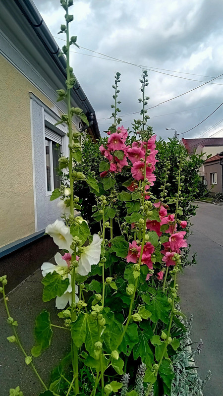 https://i.postimg.cc/CKMspvvx/710909700-10237743257858086-4864958508053002890-n.jpg