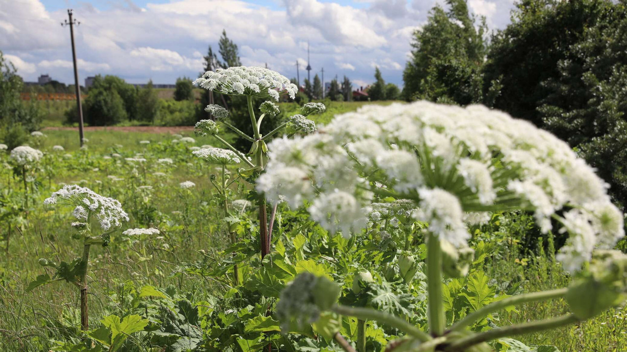 3325304-0-131-2500-1537-2072x0-60-0-0-bd556f830b46a5fc56f22cc79b581dfb Ты трогать ее не моги! Растения, к которым лучше не приближаться