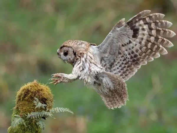 [صورة: tawny-owl-facts-with-pictures-and-video-...80755.webp]