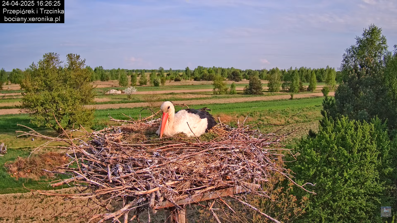 24042025bociany16