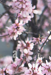 almonds-are-in-bloom-beautiful-almond-tree-flowers-MPBWKD1.jpg