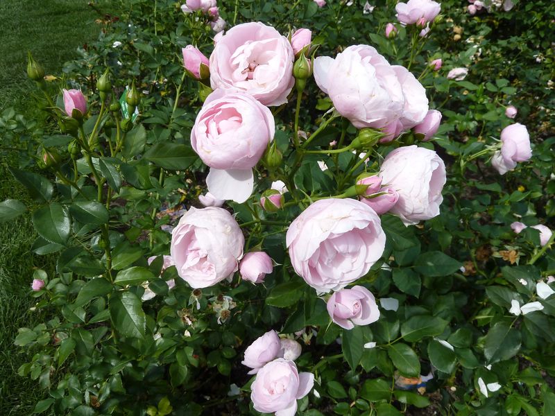 2013-08-22 Hans Gönewein Rose