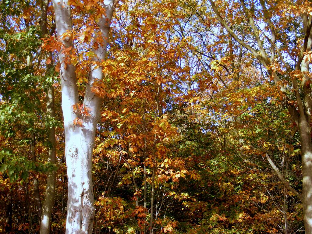 DSCF0459-zps11bbd671-jpg-original.jpg