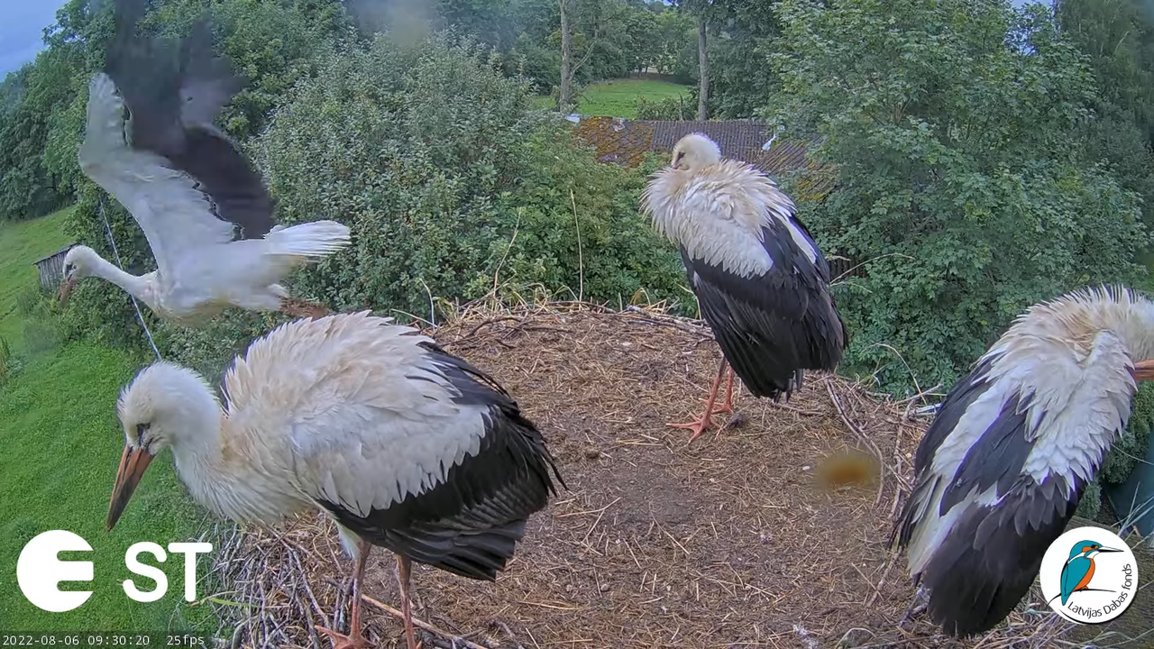 Baltie stārķi (Ciconia ciconia) Tukuma novadā - LDF tiešraide __ White storks in Tukums, Latvia 11-2
