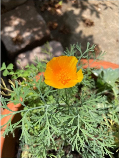 [Image: Poppy2022-07.jpg]