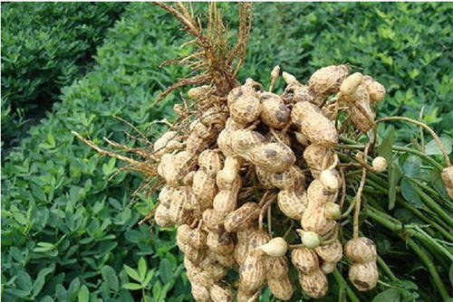 arachis-hypogaea-500x500