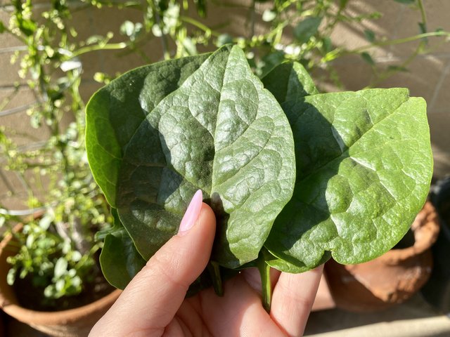 [Image: 055487-BF-A924-4-E84-B54-D-C166377135-D0.jpg]