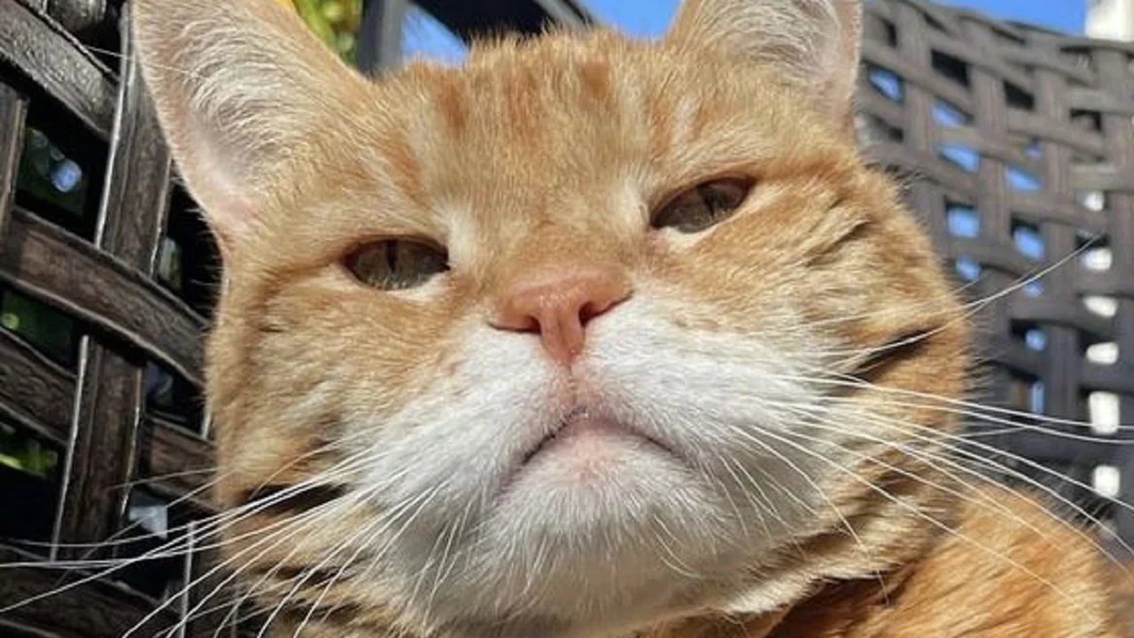 Kucing Oren Serang Warga Cilacap Sampai Dilarikan ke Rumah Sakit