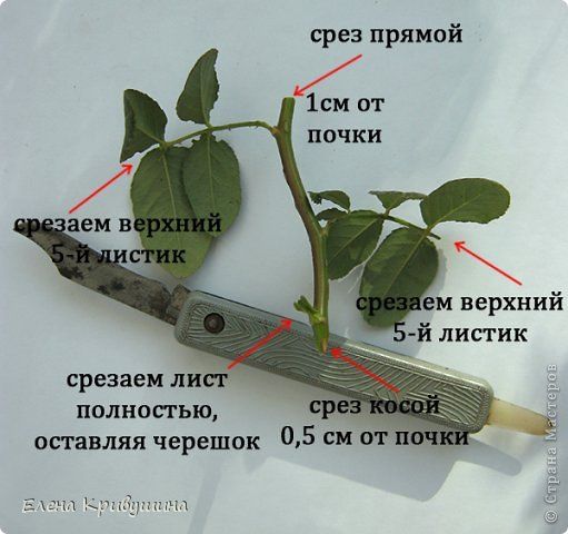 Разведение и размножение комнатных роз советы опытных цветоводов