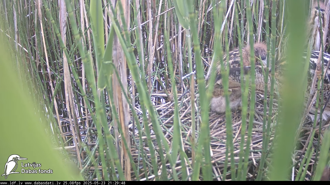 LDF Lielais dumpis (Botaurus stellaris) Zemītes pagastā 11-8-38 screenshot