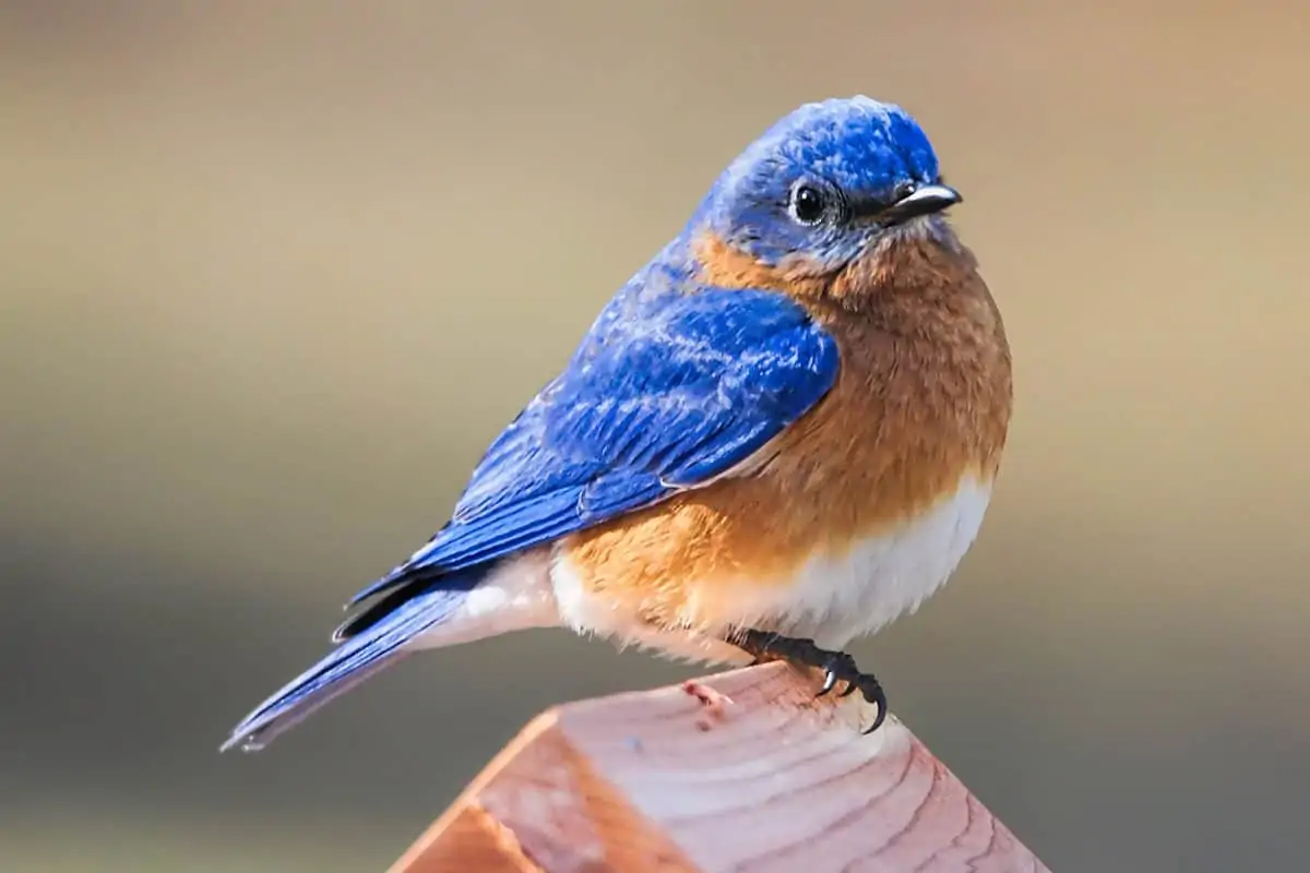 Spiritual Meaning Of The Bluebird