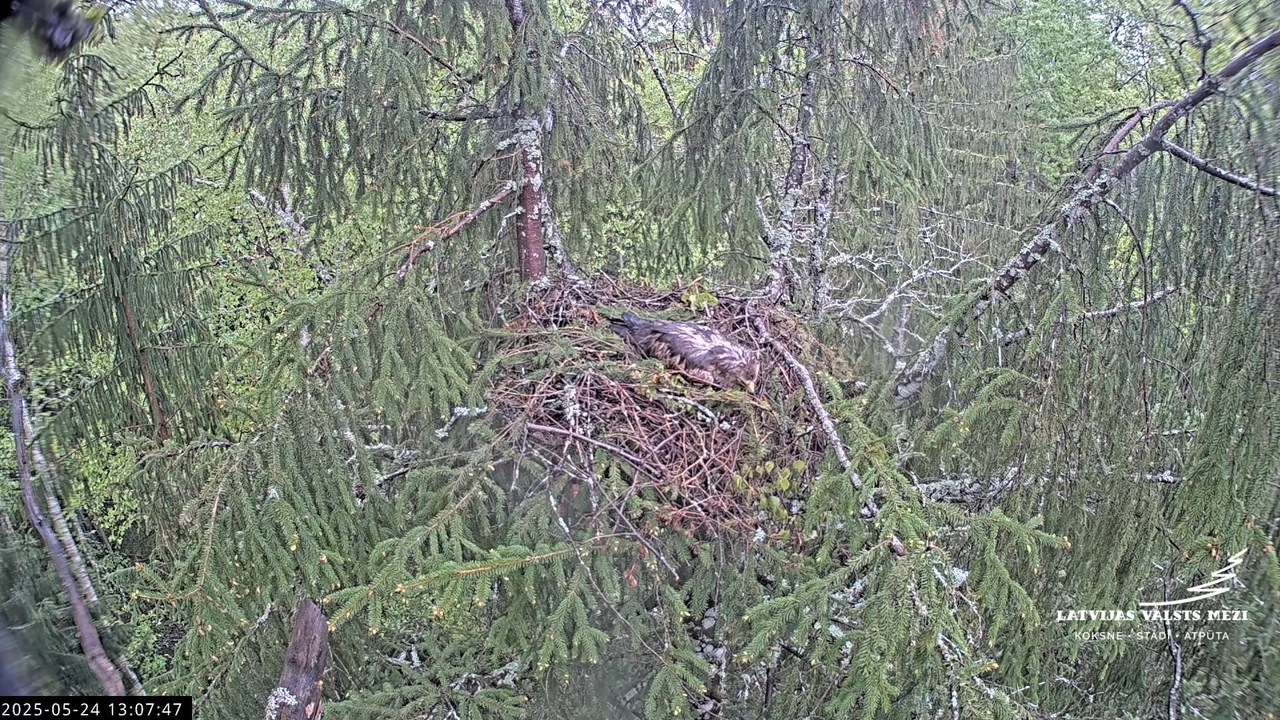 LVM mazais ērglis Lisiņa, egle2 – Lesser Spotted Eagle 13-0-57 screenshot