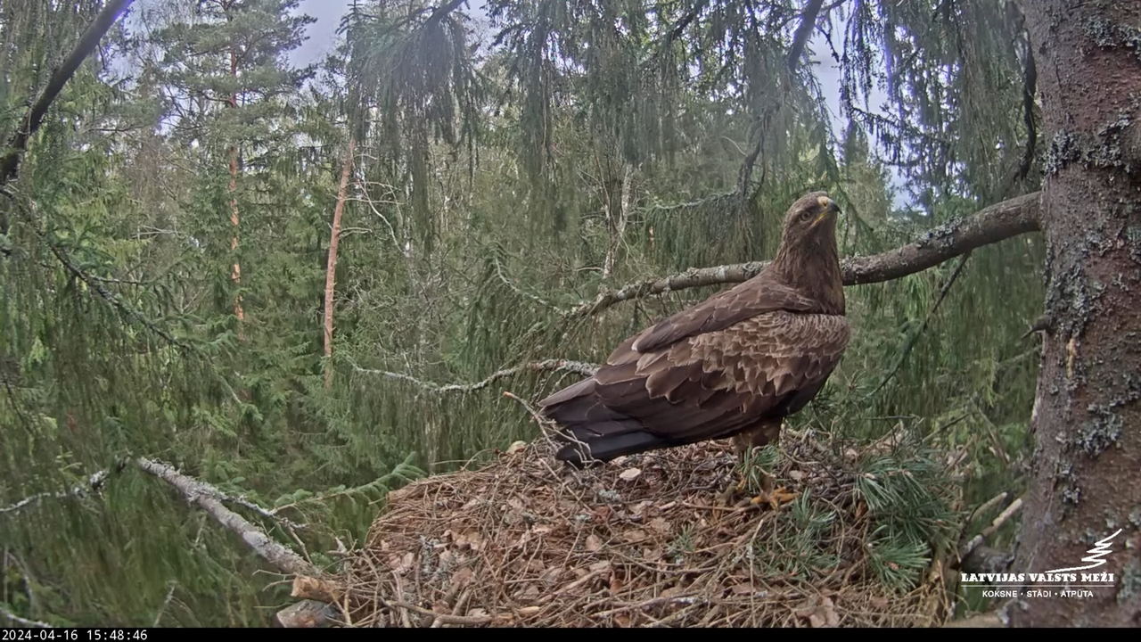 LVM mazais ērglis Lielā sala, egle #2 – Lesser Spotted Eagle 6-26-58 screenshot