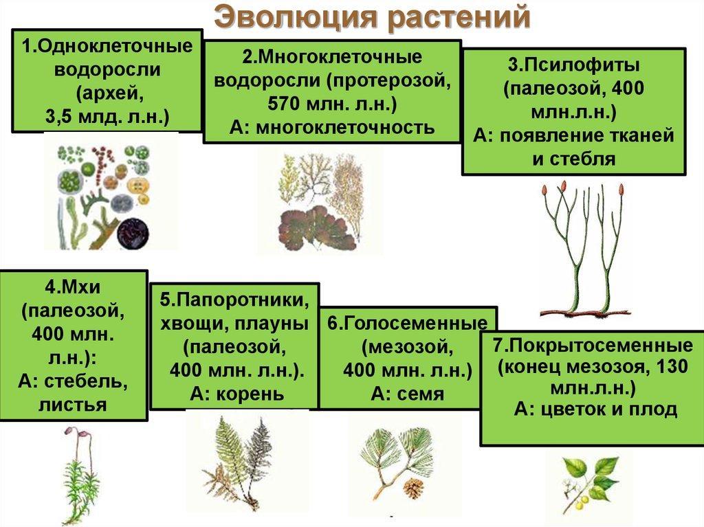 От экзотических до обычных эволюция комнатных растений в России