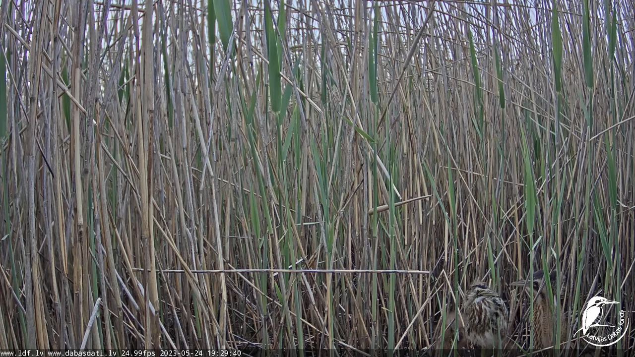 Lielais dumpis (Botaurus stellaris) Engurē - LDF tiešraide 10-48-55 screenshot