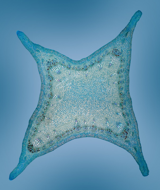 7 Passion flower 10x