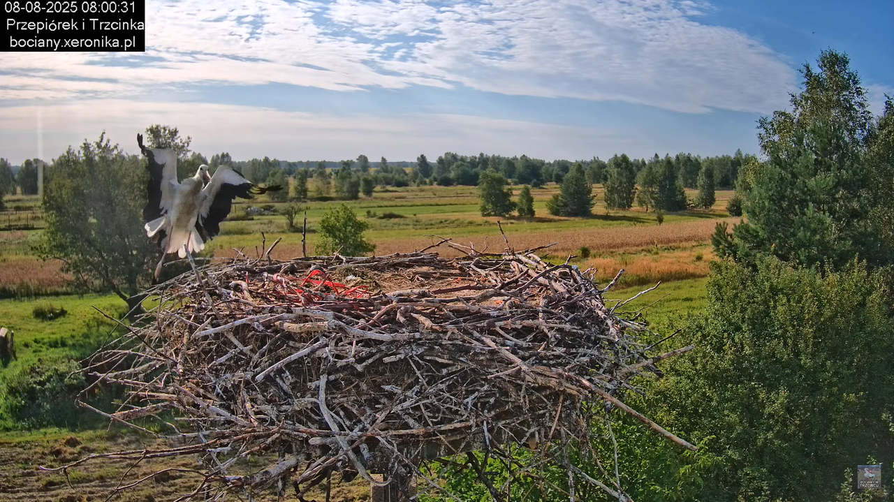 08082025bociany5
