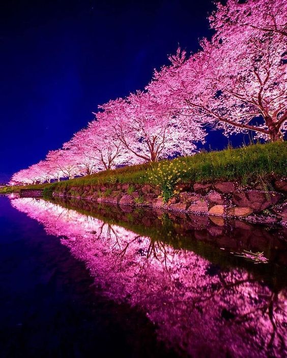 pink-hedge-india.jpg