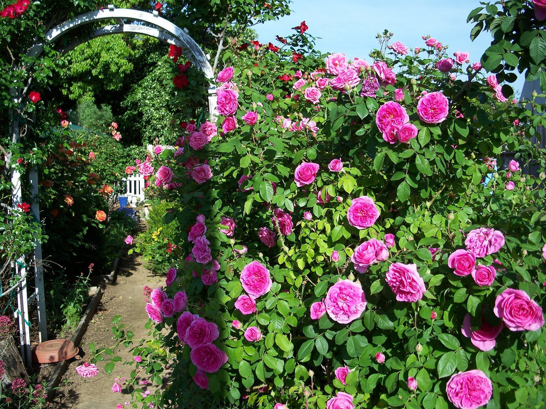 pink-roses-garden.jpg
