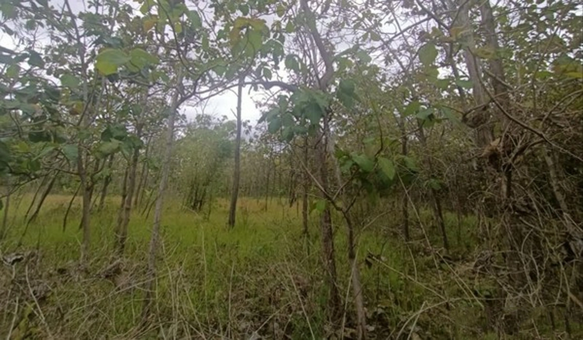 ASN di Gunungkidul Ketahuan Mesum, Video Viral Gegerkan Warga Desa