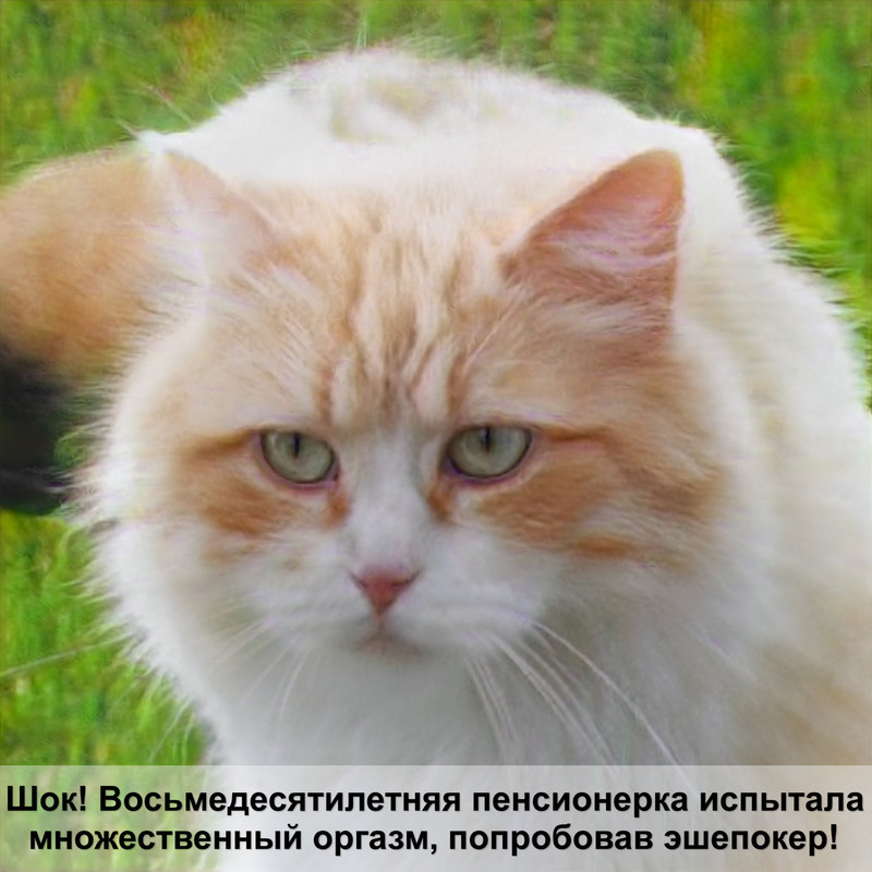 самая умная дикая кошка