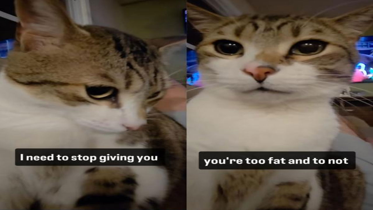 Viral! Ekspresi Menggemaskan Kucing Ngambek Dilarang Makan Camilan Viral! Ekspresi Menggemaskan Kucing Ngambek Dilarang Makan Camilan