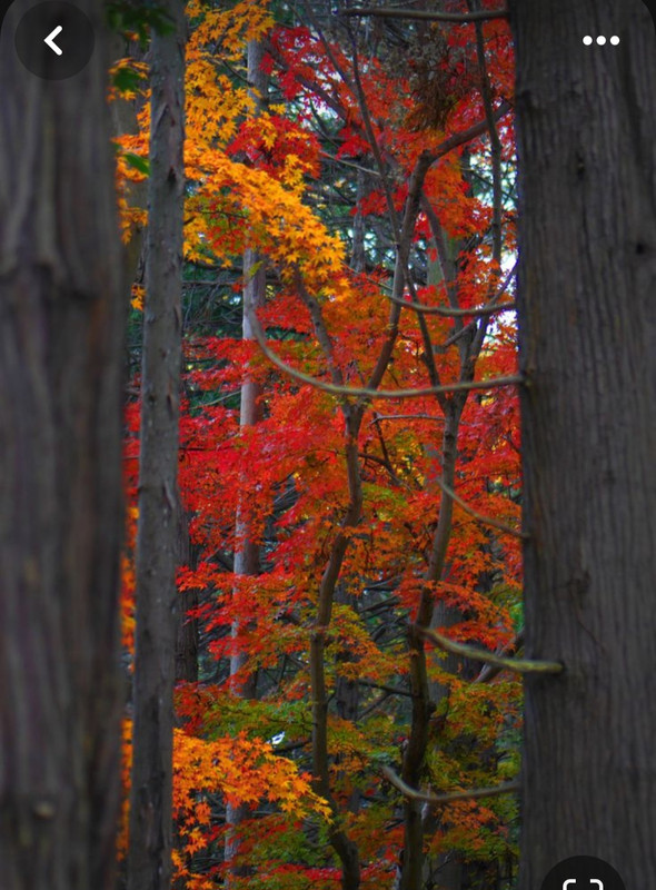 Screenshot_20240218_211303_Pinterest