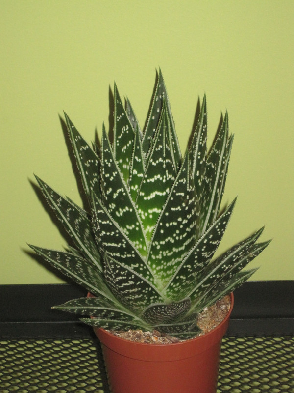 Алоэ Тики Тахи (Aloe Tiki Tahi)