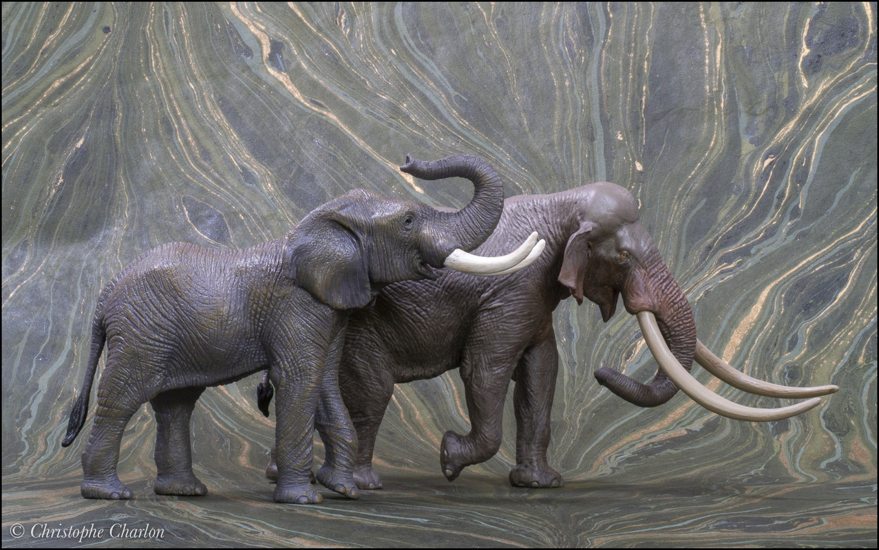 mojo - Mojo 2021 African elephant: a Walkaround by Kikimalou Mojo-381005-African-elephant-25