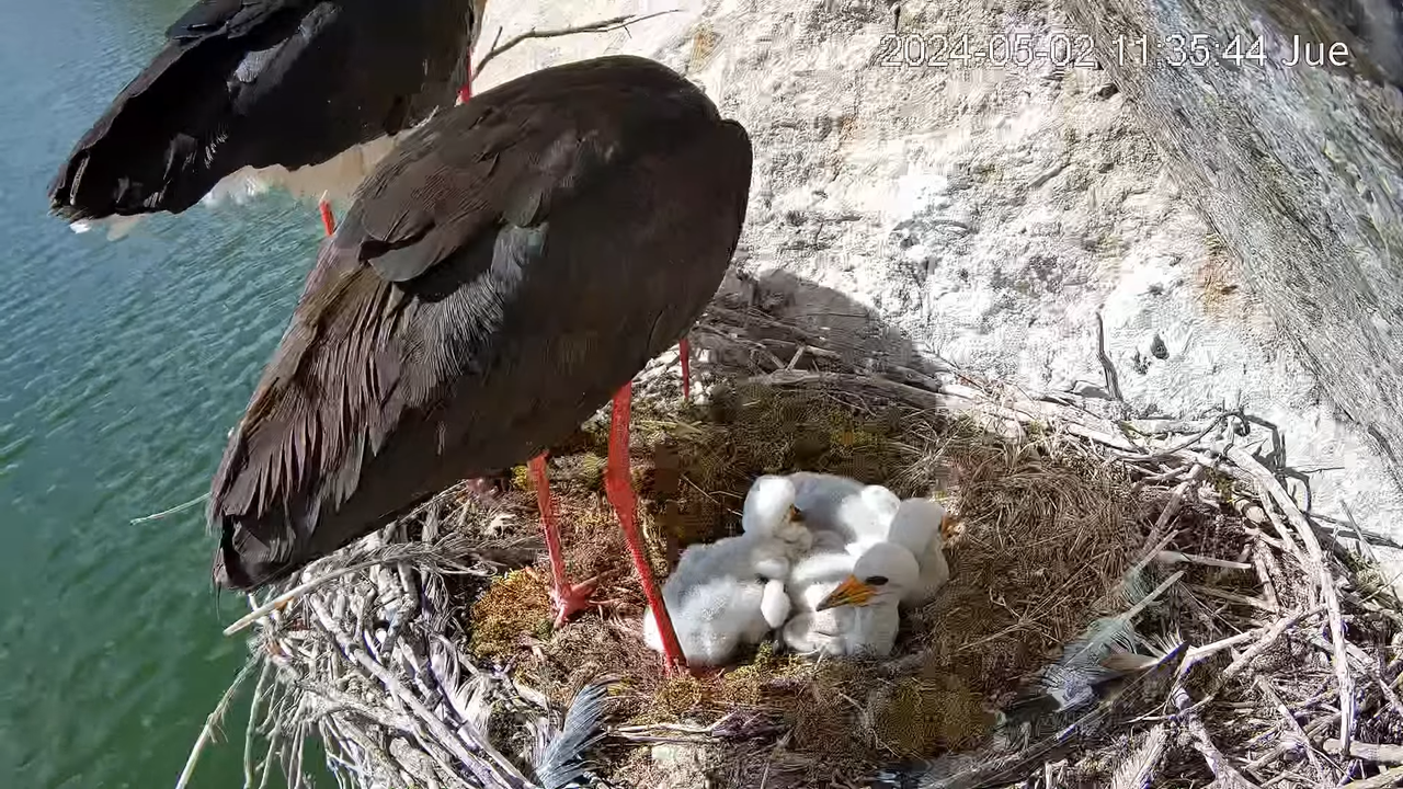 Cigüeña Negra en Tajo Internacional 2-17-10 screenshot