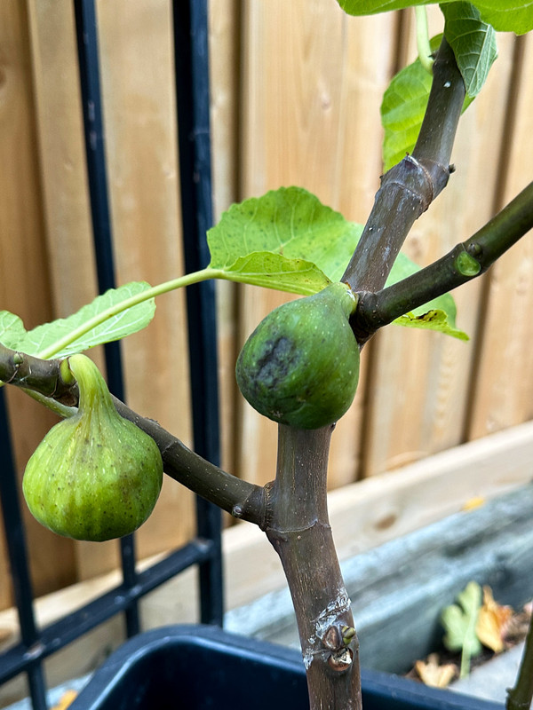 figs-451.jpg