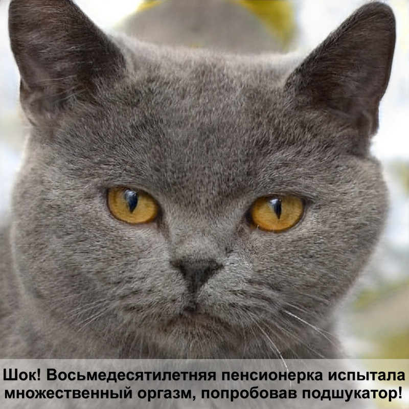 табби биколор окрас кошек